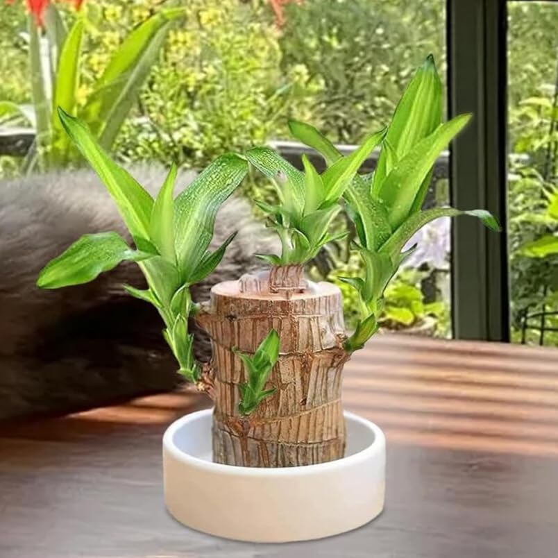 Lucky Brazilian Wood Money Magnet Plant