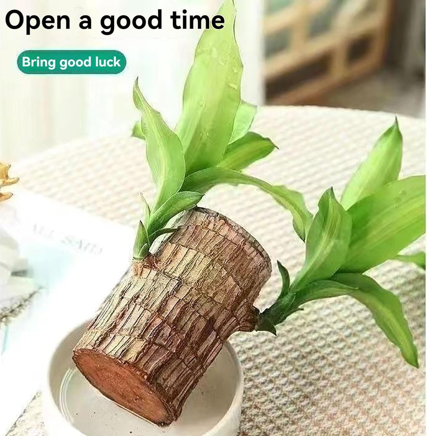 Lucky Brazilian Wood Money Magnet Plant